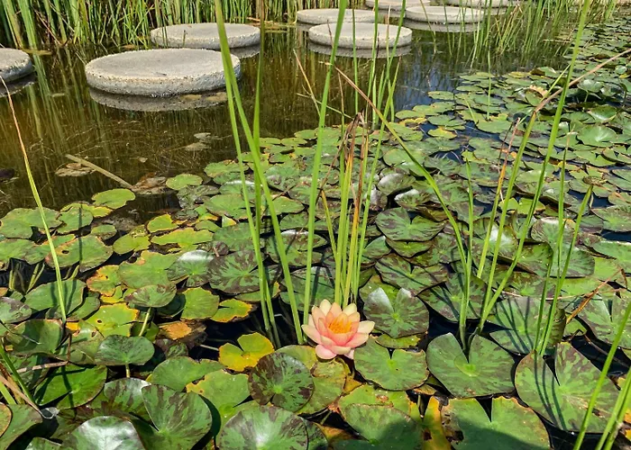 Hunguest Freya זלקרוס